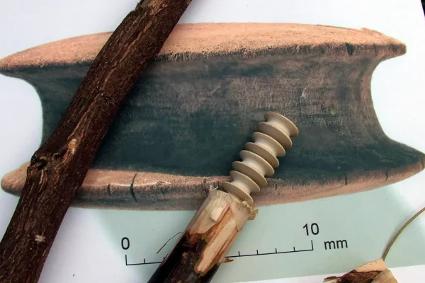 Spindle wood branch and section of spindle wood turned to make four ear studs. Background photo shows one of the 4000 year-old studs against 10mm scale. Spindle wood branch and section of spindle wood turned to make four ear studs. Background photo shows one of the 4000 year-old studs against 10mm scale.